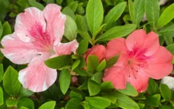 Lady Cavendish Azalea - 6 Pack Of 1 Gallon Pots 9 Lady Cavendish Azalea - 6 Pack Of 1 Gallon Pots -Garden & Outdoors azalea cavendish 2