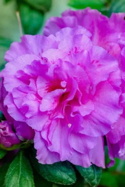 Autumn Majesty Encore Azalea - 3 Gallon Pot 10 Autumn Majesty Encore Azalea - 3 Gallon Pot -Garden & Outdoors azalea encore autumn majesty 12