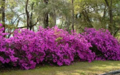 Formosa Southern Indica Azalea - 7 Gallon Pot -Garden & Outdoors azalea formosa hedge