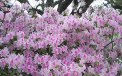 George L. Taber Southern Indica Azalea - 3 Gallon Pot -Garden & Outdoors azalea george taber 10 1