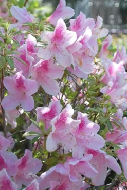 George L. Taber Southern Indica Azalea - 3 Gallon Pot -Garden & Outdoors azalea george taber 11 1