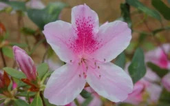 George L. Taber Southern Indica Azalea - 7 Gallon Pot -Garden & Outdoors azalea george taber 13
