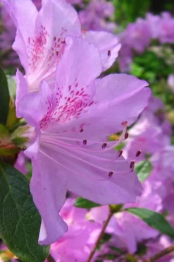 Gulf Pride Fragrant Southern Indica Azalea - 1 Gallon Pot -Garden & Outdoors azalea gulf pride 2