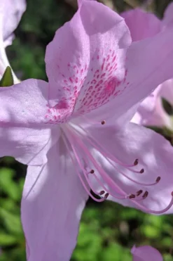 Gulf Pride Fragrant Southern Indica Azalea - 1 Gallon Pot -Garden & Outdoors azalea gulf pride 5