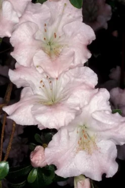 Gwenda Azalea (Robin Hill Hybrid) - 6 Pack Of 1 Gallon Pots -Garden & Outdoors azalea gwenda 6