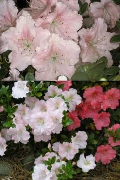 Gwenda Azalea (Robin Hill Hybrid) - 6 Pack Of 1 Gallon Pots -Garden & Outdoors azalea gwenda 7