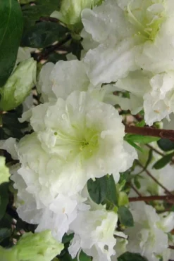 Helen Curtis Azalea - 3 Gallon Pot -Garden & Outdoors azalea helen curtis 7