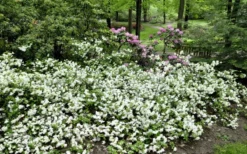 Helen Curtis Azalea - 3 Gallon Pot -Garden & Outdoors azalea helen curtis 9