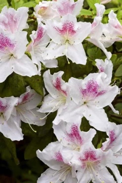 Joga Satsuki Azalea - 3 Gallon Pot -Garden & Outdoors azalea joga 1