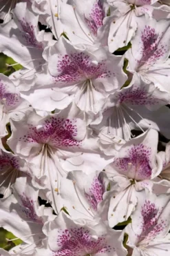 Joga Satsuki Azalea - 3 Gallon Pot -Garden & Outdoors azalea joga 6