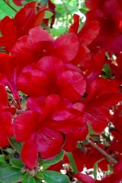 Midnight Flare Azalea - 2 Gallon Pot -Garden & Outdoors azalea midnight flare 21