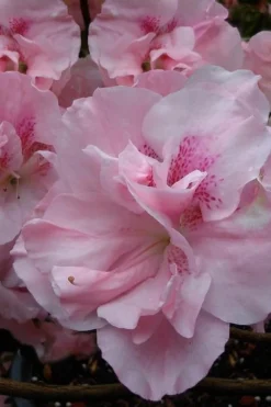 Nancy Of Robin Hill Azalea - 3 Gallon Pot 8 Nancy Of Robin Hill Azalea - 3 Gallon Pot -Garden & Outdoors azalea nancy at robin hill 1