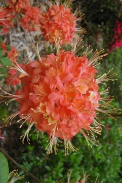 Jake's Red Oconee Native Azalea (Rhododendron Flammeum) - 3 Gallon Pot -Garden & Outdoors azalea native jakes red 500x750 1