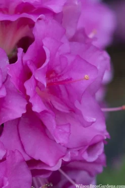 Perfecto Mundo Double Purple Reblooming Azalea - 3 Pack Of Quart Pots -Garden & Outdoors azalea perfecto mondo double20purple 1