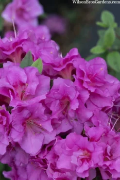 Perfecto Mundo Double Purple Reblooming Azalea - 3 Pack Of Quart Pots -Garden & Outdoors azalea perfecto mondo double20purple 3