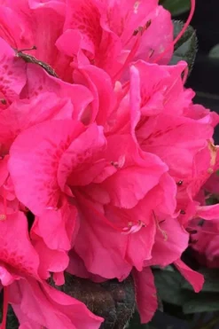 Perfecto Mundo Double Dark Pink Reblooming Azalea - 2 Gallon Pot -Garden & Outdoors azalea perfecto mundo double dark pink 1