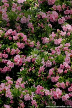 Perfecto Mundo Double Pink Reblooming Azalea - 3 Gallon Pot -Garden & Outdoors azalea perfecto mundo double pink 1