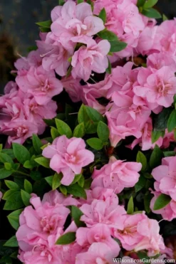 Perfecto Mundo Double Pink Reblooming Azalea - 3 Gallon Pot -Garden & Outdoors azalea perfecto mundo double pink 2