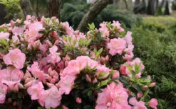 Perfecto Mundo Double Pink Reblooming Azalea - 3 Gallon Pot -Garden & Outdoors azalea perfecto mundo double pink 5