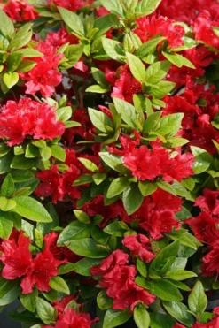 Perfecto Mundo Red Reblooming Azalea - 3 Gallon Pot -Garden & Outdoors azalea perfecto mundo red 2