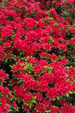 Perfecto Mundo Red Reblooming Azalea - 2 Gallon Pot -Garden & Outdoors azalea perfecto mundo red 5 1
