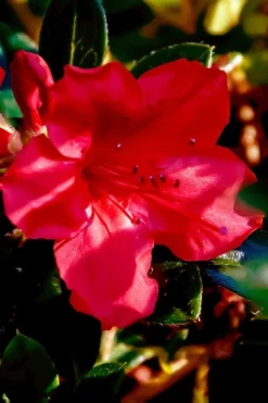 Perfecto Mundo Red Reblooming Azalea - 2 Gallon Pot -Garden & Outdoors azalea perfecto mundo red 6 1