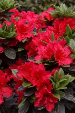Perfecto Mundo Red Reblooming Azalea - 2 Gallon Pot -Garden & Outdoors azalea perfecto mundo red 8 1