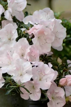 Tsuki No Shimo Satsuki Azalea - 3 Gallon Pot -Garden & Outdoors azalea satsuki tsuki no shimo 100