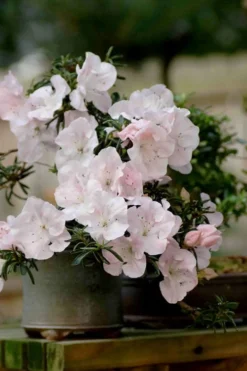 Tsuki No Shimo Satsuki Azalea - 3 Gallon Pot -Garden & Outdoors azalea satsuki tsuki no shimo 101