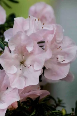 Tsuki No Shimo Satsuki Azalea - 3 Gallon Pot -Garden & Outdoors azalea tsuki no shimo 3