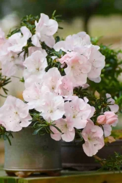 Tsuki No Shimo Satsuki Azalea - 3 Gallon Pot -Garden & Outdoors azalea tsuki no shimo 6