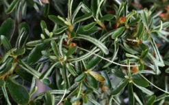 Tsuki No Shimo Satsuki Azalea - 3 Gallon Pot -Garden & Outdoors azalea tsuki no shimo 7