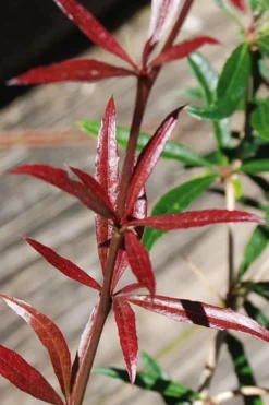 Foundation Evergreen Barberry (Berberis Replicata) - 1 Gallon Pot -Garden & Outdoors berberis replicata foundation barberry 2