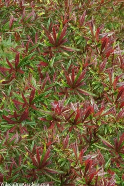 Foundation Evergreen Barberry (Berberis Replicata) - 1 Gallon Pot -Garden & Outdoors berberis replicata foundation barberry 5