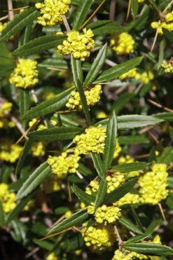Foundation Evergreen Barberry (Berberis Replicata) - 1 Gallon Pot -Garden & Outdoors berberis replicata foundation barberry 6