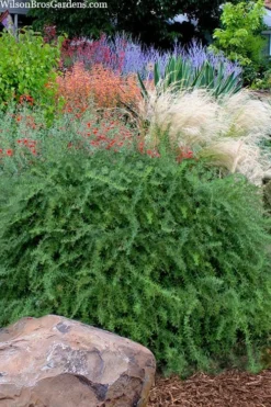 Foundation Evergreen Barberry (Berberis Replicata) - 1 Gallon Pot -Garden & Outdoors berberis replicata foundation barberry 7