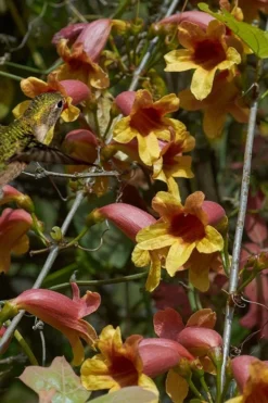 Crossvine (Bignonia Capreolata) - 3 Gallon Pot -Garden & Outdoors bignonia capreolata crossvine 5
