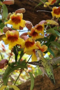 Crossvine (Bignonia Capreolata) - 3 Gallon Pot -Garden & Outdoors bignonia capreolata crossvine 7