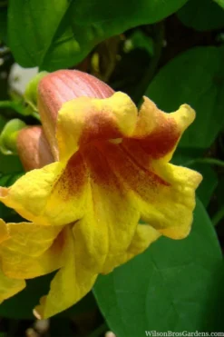 Crossvine (Bignonia Capreolata) - 3 Gallon Pot