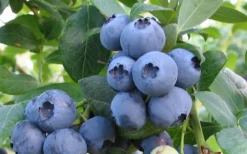 Alapaha Rabbiteye Blueberry - 1 Gallon Pot 7 Alapaha Rabbiteye Blueberry - 1 Gallon Pot -Garden & Outdoors blueberry alapaha
