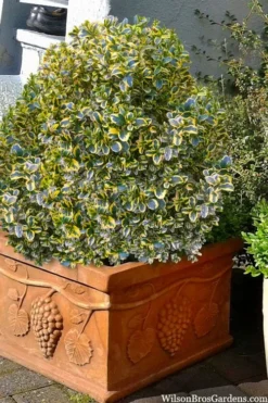 Sunburst Variegated Korean Boxwood - 1 Gallon Pot -Garden & Outdoors boxwood sunburst golden 11