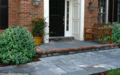 Gordo Boxwood - 1 Gallon Pot 12 Gordo Boxwood - 1 Gallon Pot -Garden & Outdoors buxus gordo boxwood 2