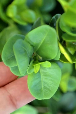 Gordo Boxwood - 5 Pack Of Quart Pots -Garden & Outdoors buxus gordo boxwood 3 1