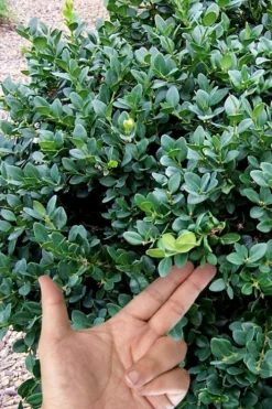 Gordo Boxwood - 1 Gallon Pot 11 Gordo Boxwood - 1 Gallon Pot -Garden & Outdoors buxus gordo boxwood 4