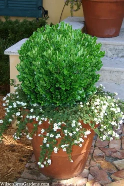 Richard Boxwood (Buxus Harlandii) - 3 Gallon Pot 12 Richard Boxwood (Buxus Harlandii) - 3 Gallon Pot -Garden & Outdoors buxus harlandii richard dwarf boxwood 4