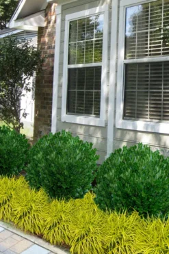 Richard Boxwood (Buxus Harlandii) - 3 Gallon Pot 10 Richard Boxwood (Buxus Harlandii) - 3 Gallon Pot -Garden & Outdoors buxus harlandii richard dwarf boxwood 5