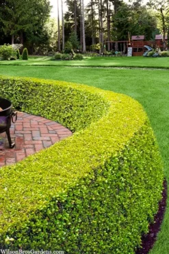 Golden Triumph Variegated Dwarf Boxwood - 1 Gallon Pot -Garden & Outdoors buxus microphylla golden triumph boxwood hedge 2 2