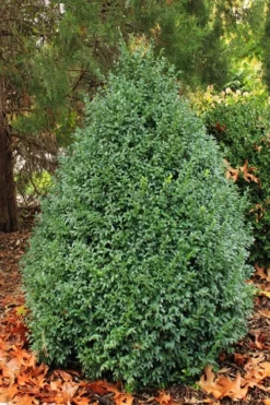 John Baldwin Pyramidal Boxwood - 3 Gallon Pot -Garden & Outdoors buxus microphylla john baldwin boxwood 6 1