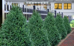 John Baldwin Boxwood - 1 Gallon Pot 9 John Baldwin Boxwood - 1 Gallon Pot -Garden & Outdoors buxus microphylla john baldwin boxwood 8