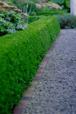 Little Missy Dwarf Boxwood - 1 Gallon Pot -Garden & Outdoors buxus microphylla little missy dwarf boxwood 3